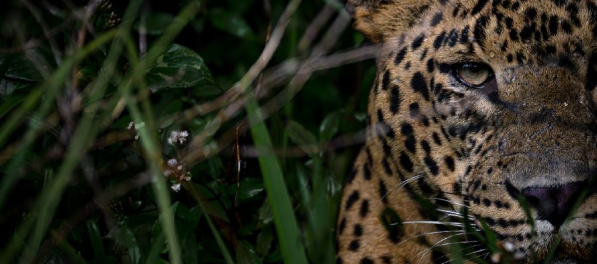 Unveiling Sri Lanka's Secretive Wild Cats